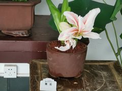 -杭州植物园