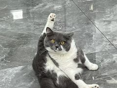 -东莞宠友24H宠物中心医院·转诊夜诊·异宠(新河北路院)