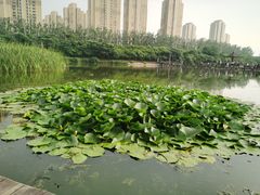 -前关湿地公园