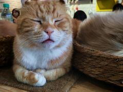 -平行世界·猫咖(首经贸店)