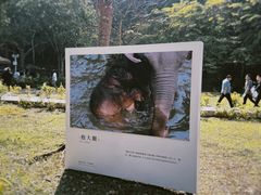 -野象谷景区