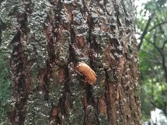 -燕晗山郊野公园