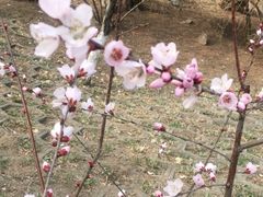 -桃花堤公园