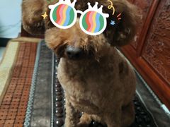 -宠福鑫康馨动物医院·骨科·眼科