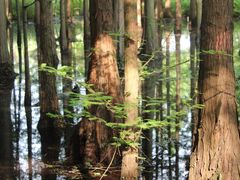 -桤木河湿地公园