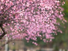 -白塘生态植物园