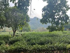 -野蔓果·山野菜(西湖景区·龙井茶田店)