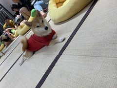 -逗柴咖啡屋·狗咖猫咖宠物桌游