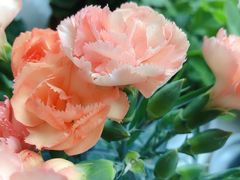 -双季花艺园艺市场(浦东店)