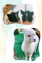 -萌宠亲子动物乐园(槐房万达店)