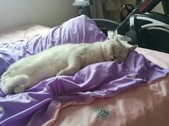 -宠爱国际动物医院· 猫科· 外科·中兽医(长白店)