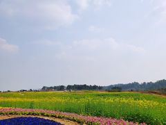 -空港花田景区