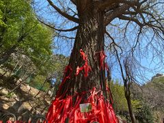 -崂山九水游览区