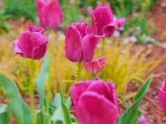 -上海浦江郊野公园·1号停车场