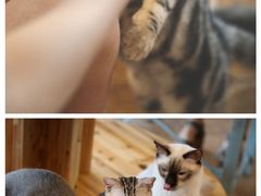 -共舞时光猫咖·狗咖(新街口店)