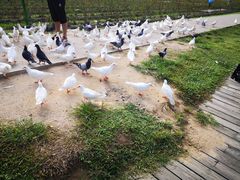-亚龙湾国际玫瑰谷