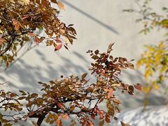 -龙华寺