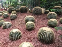 -呀路古热带植物园