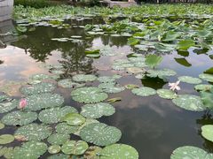 -惠州西湖丰渚园