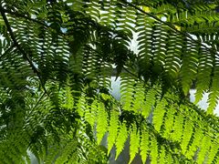 -国家植物园南园