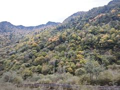 -金鼎雪山牦牛杂火锅(理县总店)