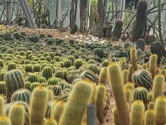 -深圳仙湖植物园
