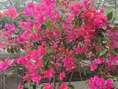 -罗浮山葛仙居菜馆