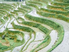 -紫鹊界梯田景区