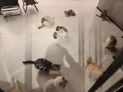 -新一味普宁肠粉王(梅林店)