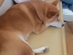 -柴の食堂·日式家庭料理·熊之肆(大学路店)