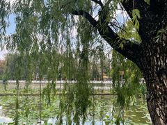 -翠湖公园