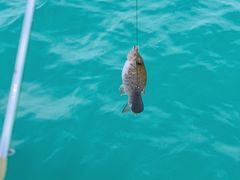 -小猫钓鱼海钓俱乐部(椰梦长廊店)