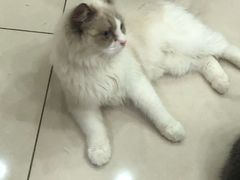 -鼓捣猫呢主题猫咖店