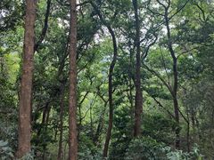 -广州市帽峰山景区