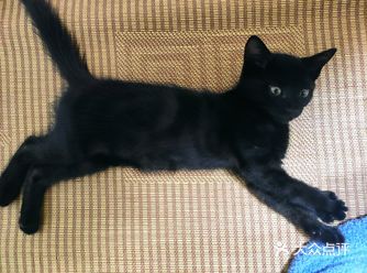 我家楼底下水闸箱被困住一只流浪猫,以为是同单元居民走