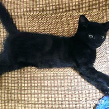 我家楼底下水闸箱被困住一只流浪猫,以为是同单元居民走
