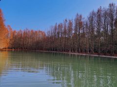 -上海海湾国家森林公园