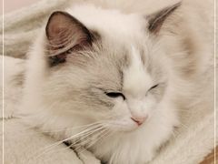 -猫咪派对(江南西店)