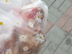 -老孙记烧鸡