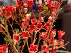 -阿妮叶李(光谷世界城店)