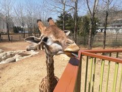 -大连森林动物园