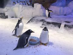 -芜湖新华联大白鲸海洋公园