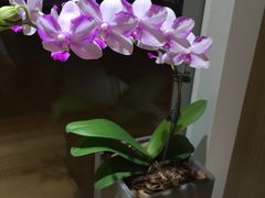 景观位-琥珀咖啡 Ambercoffee
