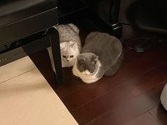 -东方名猫馆·英短金渐层布偶猫舍(环线广场1号楼店)