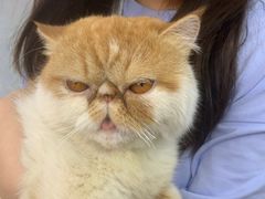 -瑞派长江宠物医院·猫科·外科·24小时夜护(谊城公寓分院)