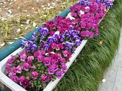 -上海交通大学医学院附属仁济医院(南院)