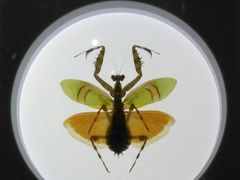 -上海昆虫博物馆