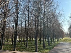 -上海滨江森林公园