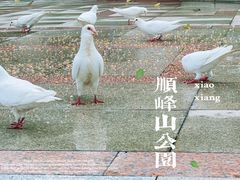 -顺峰山公园