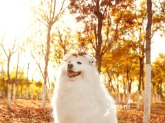 -超宠爱宠物摄影-Super pet